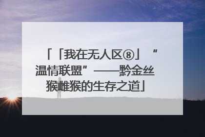 「我在无人区⑧」“温情联盟”——黔金丝猴雌猴的生存之道