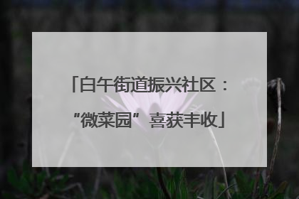 白午街道振兴社区：“微菜园”喜获丰收
