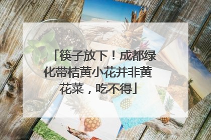 筷子放下！成都绿化带桔黄小花并非黄花菜，吃不得