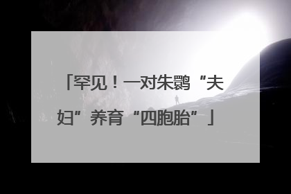罕见！一对朱鹮“夫妇”养育“四胞胎”