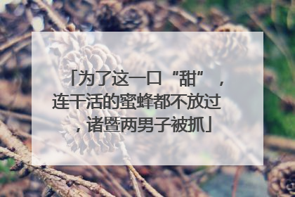 为了这一口“甜”，连干活的蜜蜂都不放过，诸暨两男子被抓