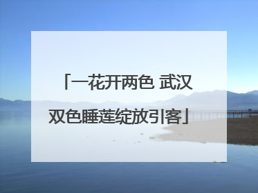 一花开两色 武汉双色睡莲绽放引客