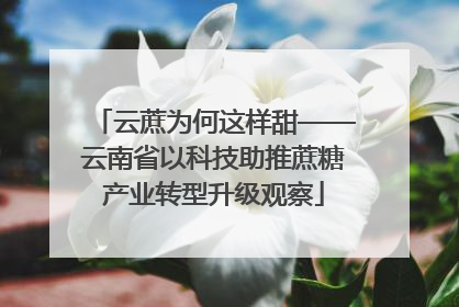 云蔗为何这样甜——云南省以科技助推蔗糖产业转型升级观察