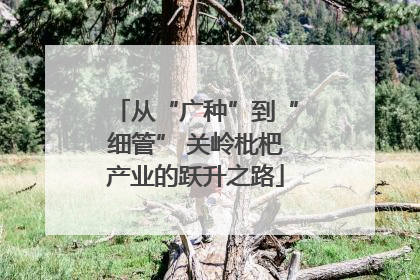 从“广种”到“细管” 关岭枇杷产业的跃升之路