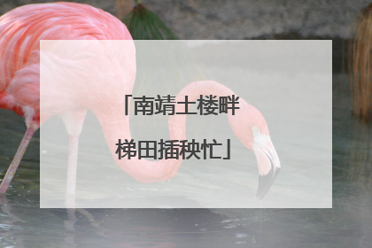 南靖土楼畔 梯田插秧忙