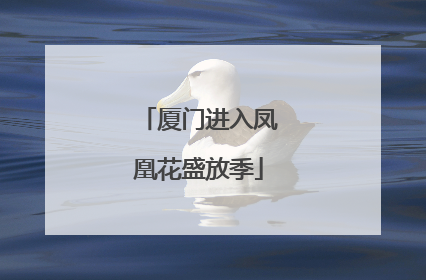 厦门进入凤凰花盛放季