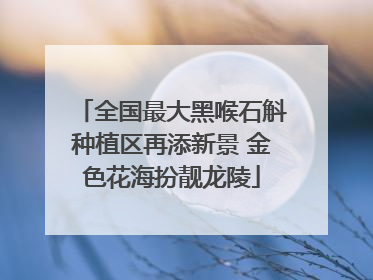 全国最大黑喉石斛种植区再添新景 金色花海扮靓龙陵