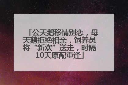 公天鹅移情别恋，母天鹅拒绝相亲，饲养员将“新欢”送走，时隔10天原配重逢