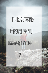 北京环路上的月季到底是谁在种？