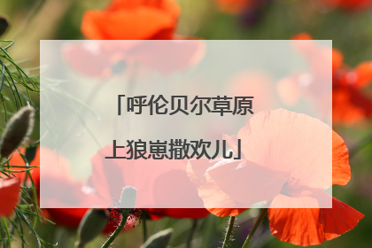 呼伦贝尔草原上狼崽撒欢儿