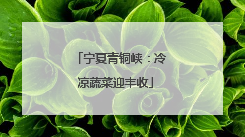 宁夏青铜峡：冷凉蔬菜迎丰收