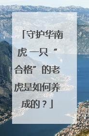 守护华南虎 一只“合格”的老虎是如何养成的？
