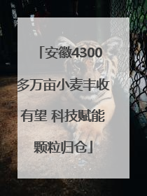 安徽4300多万亩小麦丰收有望 科技赋能颗粒归仓