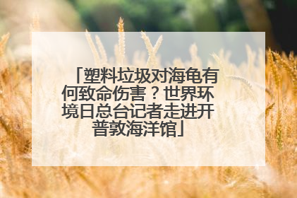 塑料垃圾对海龟有何致命伤害？世界环境日总台记者走进开普敦海洋馆