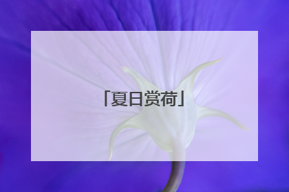 夏日赏荷