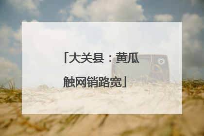 大关县：黄瓜触网销路宽