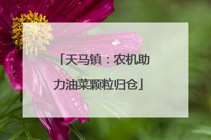 天马镇：农机助力油菜颗粒归仓