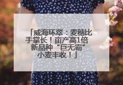 威海环翠：麦穗比手掌长！亩产高1倍 新品种“巨无霸”小麦丰收！