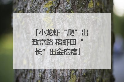 小龙虾“爬”出致富路 稻虾田“长”出金疙瘩