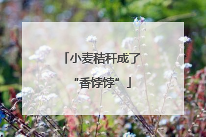 小麦秸秆成了“香饽饽”