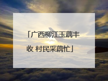 广西柳江玉藕丰收 村民采藕忙
