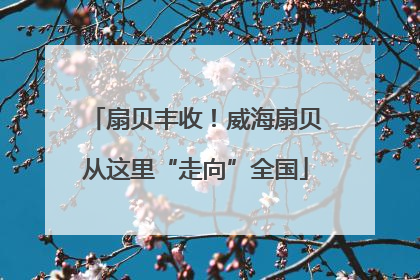 扇贝丰收！威海扇贝从这里“走向”全国