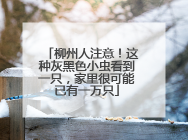 柳州人注意！这种灰黑色小虫看到一只，家里很可能已有一万只