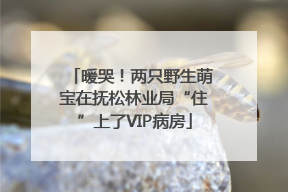 暖哭！两只野生萌宝在抚松林业局“住”上了VIP病房