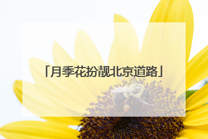 月季花扮靓北京道路
