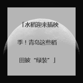 水稻迎来插秧季！青岛这些稻田披“绿装”