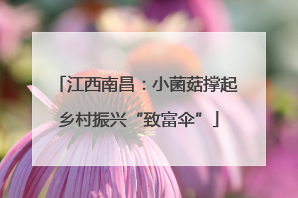 江西南昌：小菌菇撑起乡村振兴“致富伞”