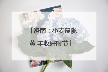 洛南：小麦覆陇黄 丰收好时节