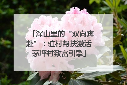 深山里的“双向奔赴”：驻村帮扶激活茅坪村致富引擎