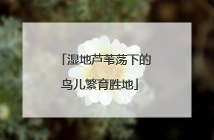 湿地芦苇荡下的鸟儿繁育胜地