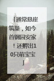 通常悬崖筑巢，如今首钢园安家！还孵出10只萌宝宝