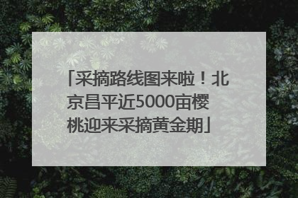 采摘路线图来啦！北京昌平近5000亩樱桃迎来采摘黄金期