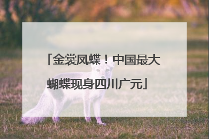 金裳凤蝶！中国最大蝴蝶现身四川广元