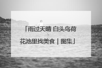 雨过天晴 白头鸟荷花池里找美食｜图集