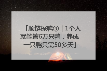 顺链探鸭③｜1个人就能管6万只鸭，养成一只鸭只需50多天