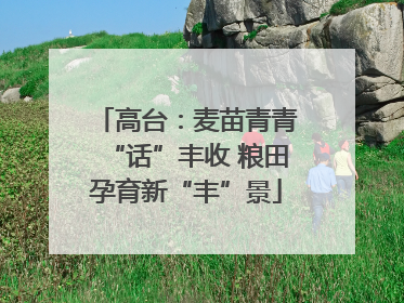 高台：麦苗青青“话”丰收 粮田孕育新“丰”景