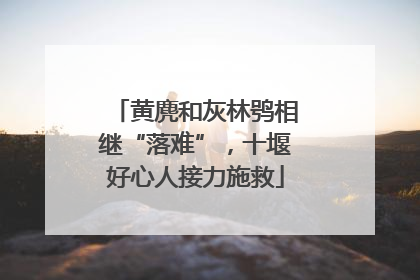 黄麂和灰林鸮相继“落难”，十堰好心人接力施救